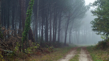 Brouillard dans la forêt des Landes de Gascogne