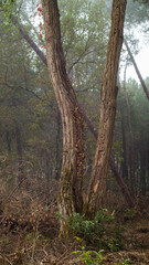 Brouillard dans la forêt des Landes de Gascogne