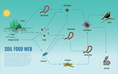Infographic: Soil food web. Plants, insects, bacteria and fungi form a network vital for soil health.