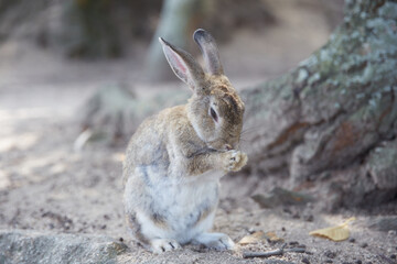 道端にいるうさぎ