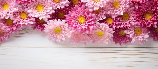 Top view of a pattern of pink chrysanthemum flowers with yellow pollen elegantly arranged on a white wooden background Ideal for copy space image