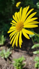 yellow flower in the garden