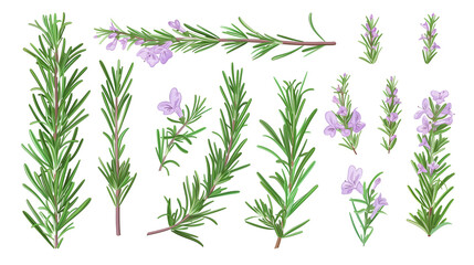 Fototapeta premium Set of rosemary elements, featuring rosemary flowers, needle-like leaves, and woody stems, used in culinary and aromatic applications,