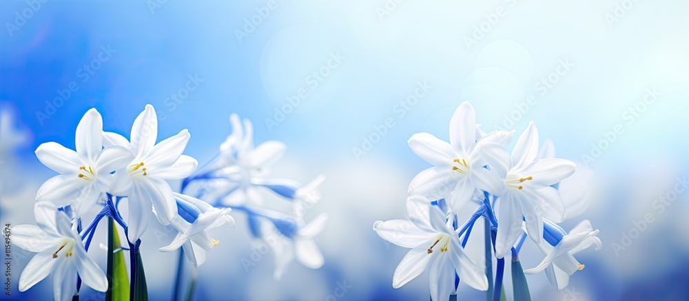 Poster Scilla luciliae the initial white spring flowers can be seen against a softly focused spring backdrop Ample space for text is available