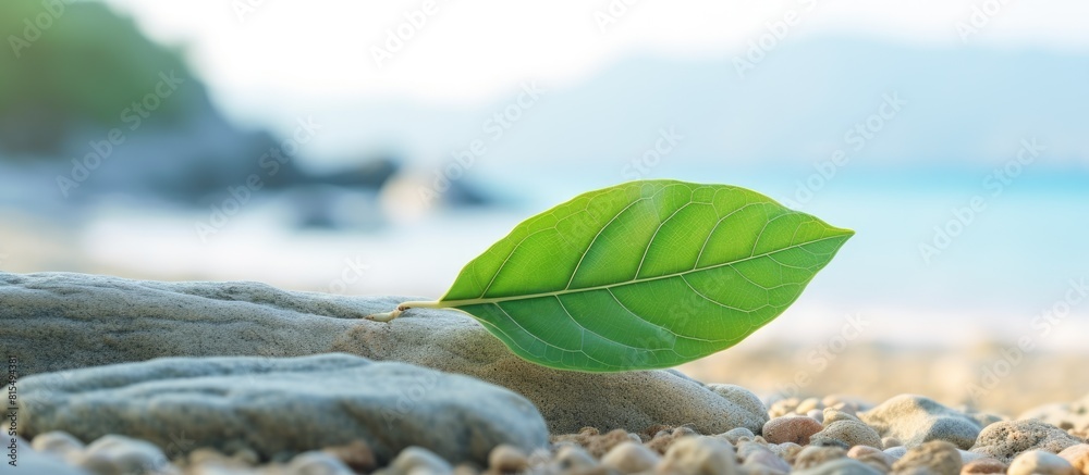 Aufkleber a high quality photo of a green leaf placed on a stone against a sandy beach background with copy sp