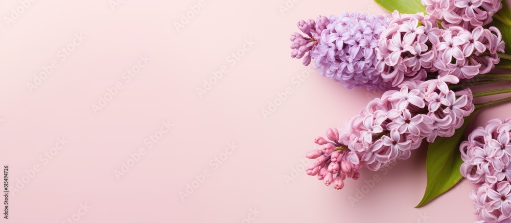 Fototapete top view of a lilac hyacinth placed on a pastel pink background alongside an empty paper tag the fla