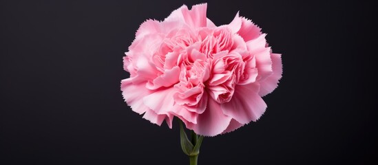 A beautiful pink Carnation flower with copy space image