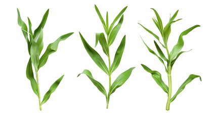 Fototapeta premium Set of tarragon leaves, showing their long, slender leaves popular in French cuisine, known for their distinctive anise-like flavor