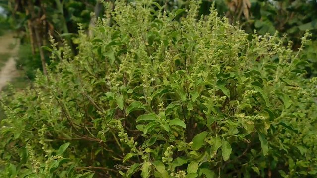Basil Ocimum tenuiflorum Plots Family: Lamiaceae. Superior species: Genus Basil - Basil Species: O. tenuiflorum Class: Species Category: Magnoliophyta