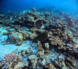 Naklejka na ściany i meble Turtle swimming a Maldives coral reef in clear blue waters. Vibrant coral and small fish surround the turtle in this underwater scene. Concept of Marine life, Coral reef, Nature, Wildlife, Underwater