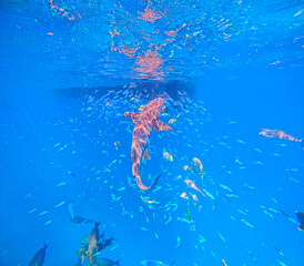 Nurse Shark underwater getting food with lots of fish around in it, in Maldives - shark in blue sea with reflection on water - shark and fishes