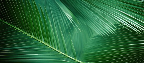 Close up image of palm leaves in the background ideal for wallpaper as a backdrop for text or for advertising purposes Perfect as a copy space image