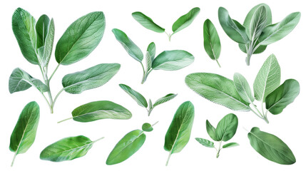 Set of sage leaves, with their soft, silver-green foliage used in culinary dishes and cleansing rituals