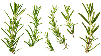 Obraz premium Set of rosemary leaves, showcasing their needle-like, fragrant foliage used in cooking and aromatherapy