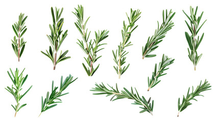 Naklejka premium Set of rosemary leaves, showcasing their needle-like, fragrant foliage used in cooking and aromatherapy