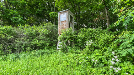 Deer Stand in the Forest in the Summer