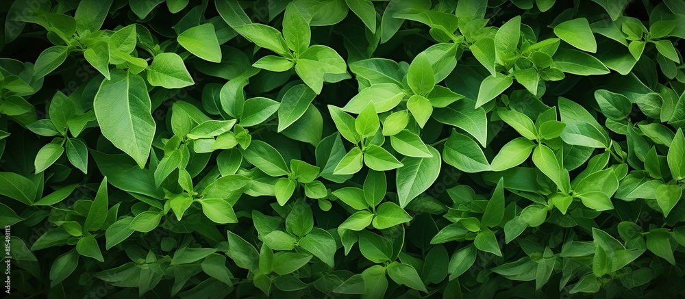 Poster An image of a background filled with green leaves providing a copy space for additional content