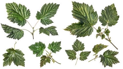 Fototapeta premium Set of wild blackberry leaves, with their characteristic serrated edges and coarse texture, often found in hedgerows,