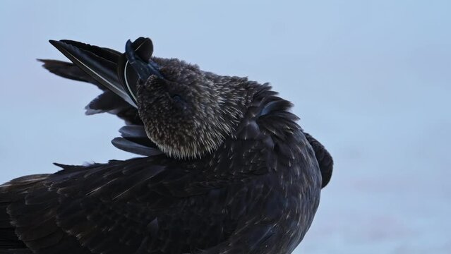 Antarctica Seabird on Snow and Ice, South Polar Skua Bird Close Up in Winter Scenery on White Snowy Ground, Pruning and Cleaning its Feathers on Antarctic Peninsula in Nature