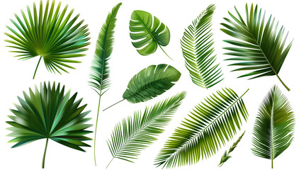 Set of palm tree leaves, showcasing their iconic fan or feather-like shape, perfect for tropical landscapes