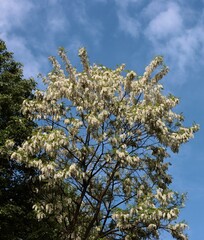 acacia -robinia tree with white flowers 