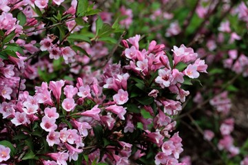 pink,red,white flowers of Weigela blossoming bush at spring
