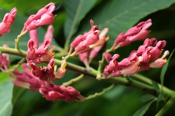 red flowers of chestnut tree at spring