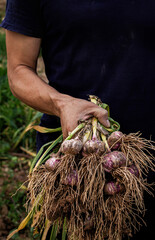 A farmer holds a bunch of freshly picked garlic in his hands, a healthy eating concept