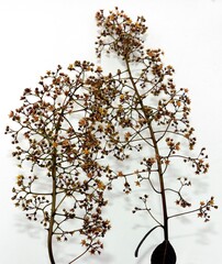 Fototapeta premium Cotinus coggygria bush blossoming at spring in park close up