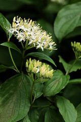 Obraz premium white flowers of Cornus sanguinea-common dogwood close up