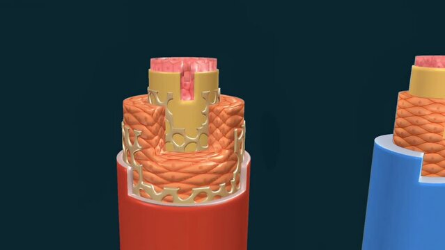 Structure of blood vessels