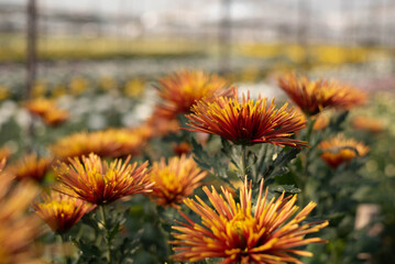 Beautiful orange chrysanthemum in the garden