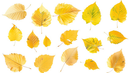 Obraz premium Set of birch leaves, capturing their delicate, triangular shapes and vibrant yellow fall colors