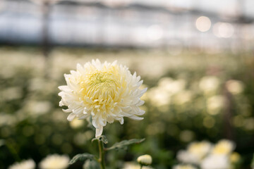 Beautiful white chrysanthemum in the garden