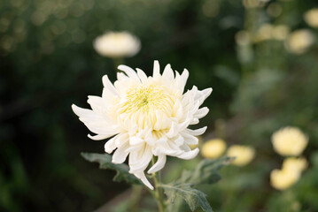 Beautiful white chrysanthemum in the garden