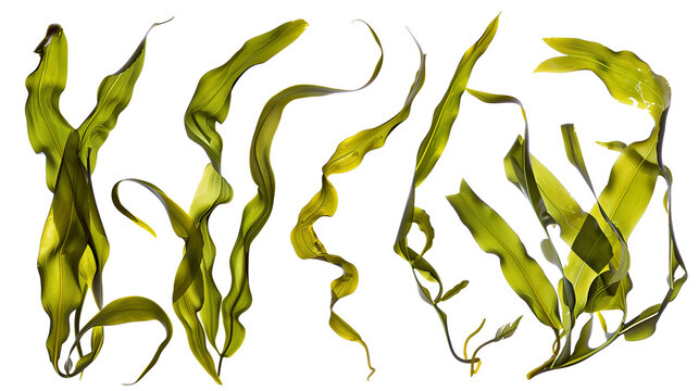 Set of kelp leaves, emphasizing their long, ribbon-like underwater forms, essential to marine ecosystems,