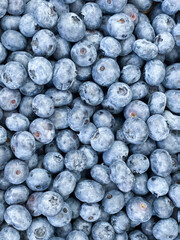 Lots of Fresh Delicious Blueberries