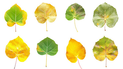 Fototapeta premium Set of aspen leaves, showcasing their unique round shape and fluttering behavior, transitioning from summer green to autumn gold,