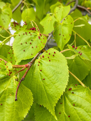 Linden leaves with the lime gall mite, Eriophyes tiliae