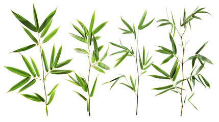 Fototapeta premium Set of bamboo leaves, emphasizing their long, narrow form and vibrant green hue, typical of fast-growing clumps,