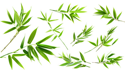 Obraz premium Set of bamboo leaves, emphasizing their long, narrow form and vibrant green hue, typical of fast-growing clumps,