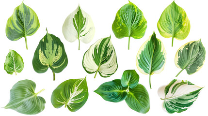 Set of hosta leaves, displaying a range of patterns from solid green to variegated forms with white or yellow margins,