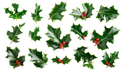 Set of holly leaves, showcasing their iconic spiky edges and deep green color, often accompanied by bright red berries