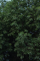 green forest in the morning