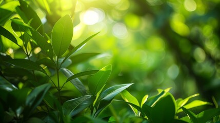 green grass background