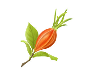 クチナシの実のリアルな水彩イラスト（枝葉あり）