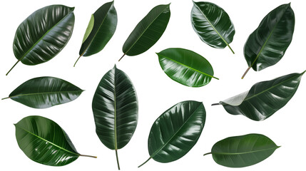 Fototapeta premium Set of rubber plant leaves, emphasizing their thick, glossy texture and deep green color,