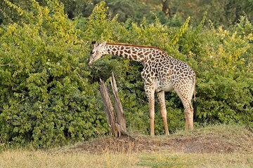 Thornicrofts Giraffe (Giraffa camelopardalis thornicrofti) is a subspecies of Masai giraffe. It is an endemic species, found only in South Luangwa National Park. Zambia. Africa.