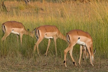 Impala (Aepyceros melampus) in South Luangwa National Park. Zambia. Africa.