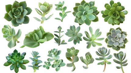 Set of succulent leaves from species like echeveria, sedum, and agave, emphasizing their thick, water-storing capabilities